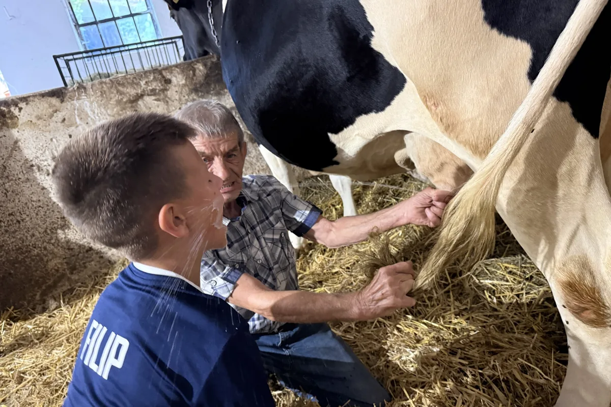 Chłopiec karmi krowę w gospodarstwie rolnym, Ferajna Camp 2026